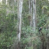 Loop Road - one of millions of birds...